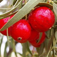 Quandong Powder